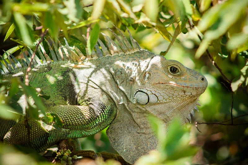 Wild Encounter