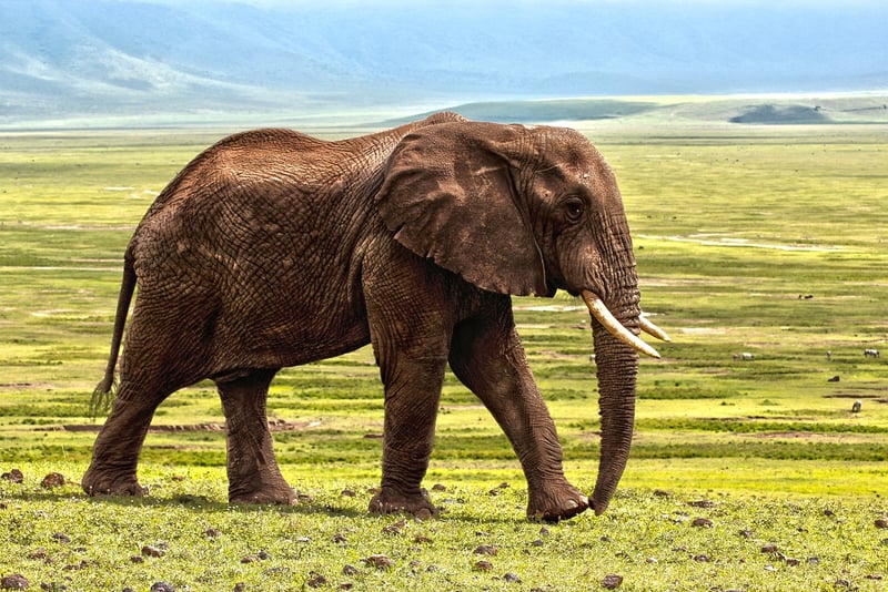 Elephant Safari