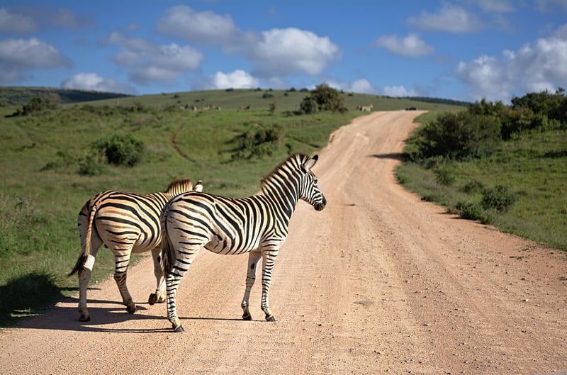 African Safari